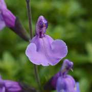 Salvia Blue Merced